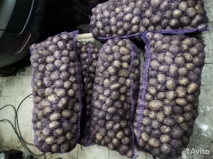 Картофель сорт Гала