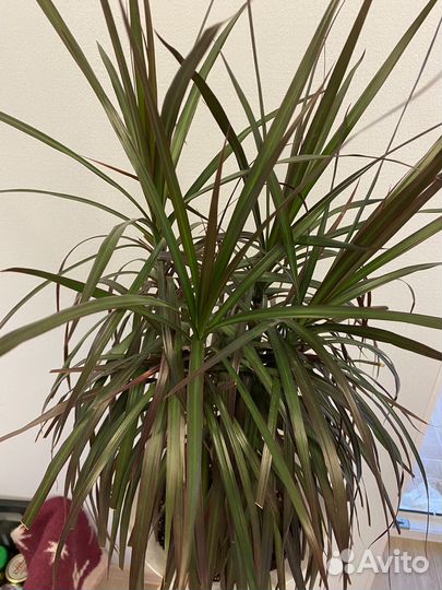 Пальма драцена