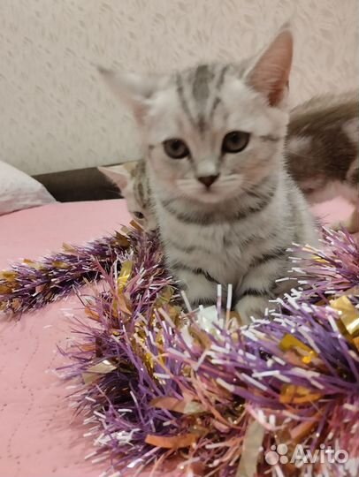 Шотландские вислоухие и прямоухие котята