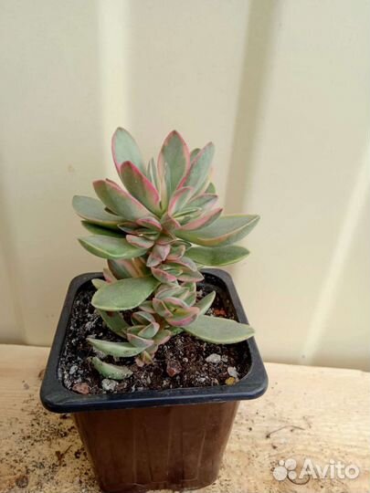 Суккуленты граптопеталум, крассулы