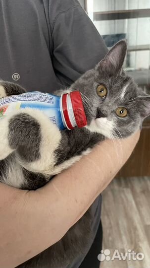 Отдам кошку в добрые руки