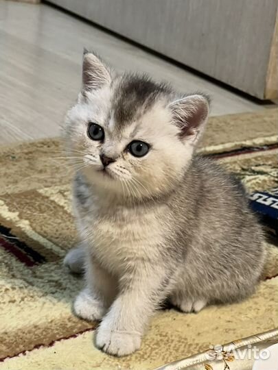 Шотландская