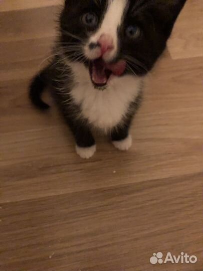 Кошка в дар бесплатно