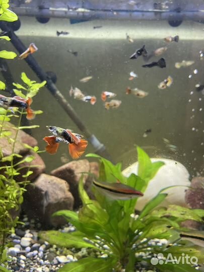 Аквариумные рыбки Гуппи