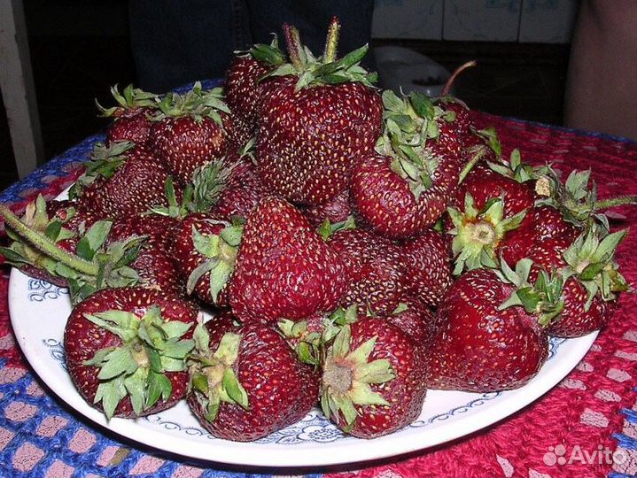 Саженцы клубника Фейерверк