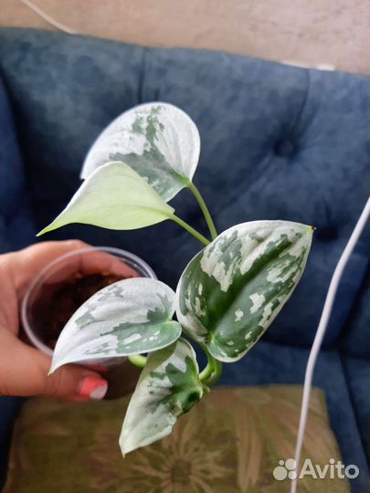 Филодендроны,сциндапсус, спатифиллум