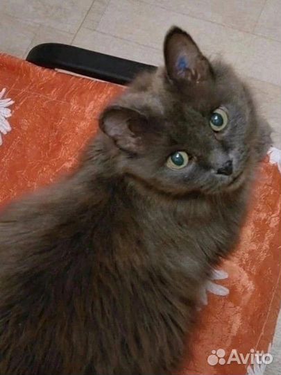 Кошечка в добрые руки