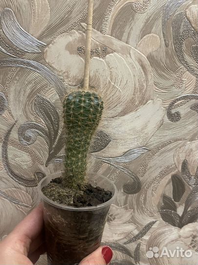 Одинокий Кактус Геннадий