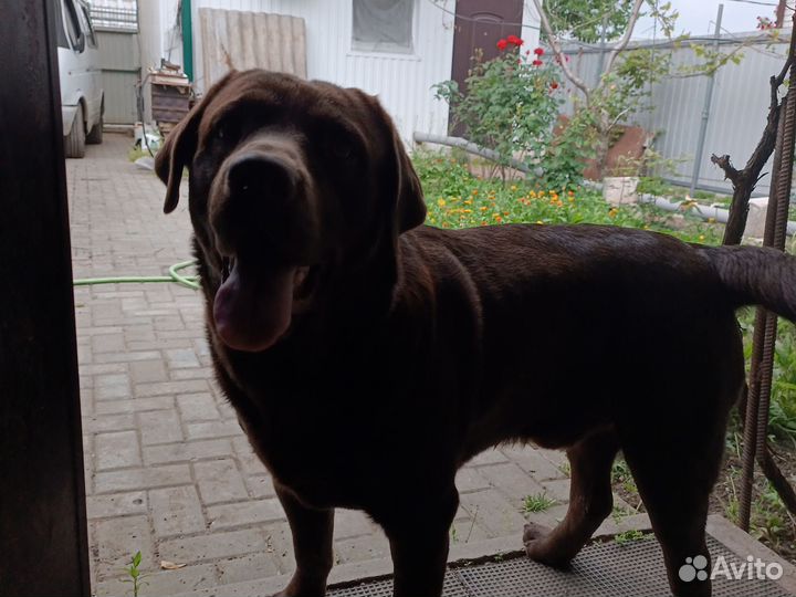 Кобель лабрадора вязка