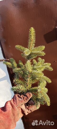 Еловые ветки живые