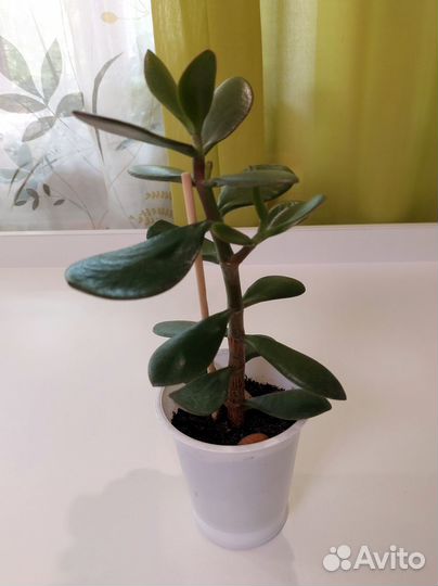 Крассула (Толстянка, Денежное дерево)