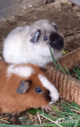 Морская свинка Тедди