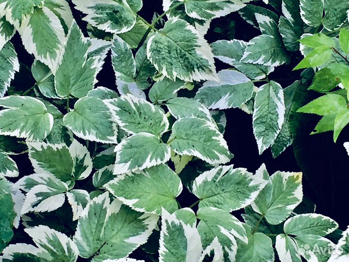 Многолетники для Вашего сада