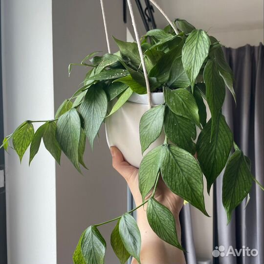 Хойя вайети, белла, ребекка, полинейра