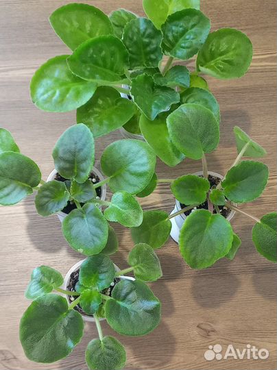 Сортовые фиалки