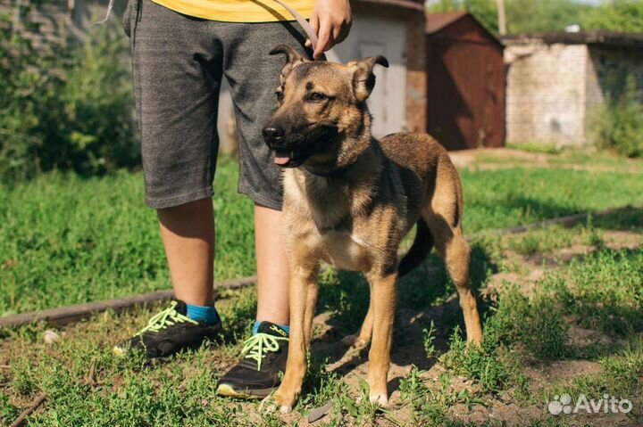 Собака Терра