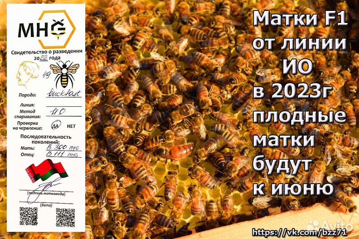 Матки Бакфаст, Пчёлы, Мёд, бессотовые пчелопакеты