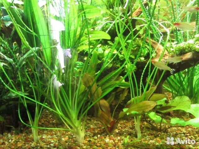 Грунт для аквариума