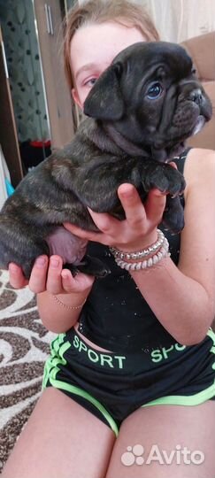 Французский бульдог