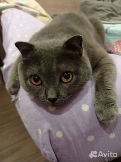 Британский кот в добрые руки
