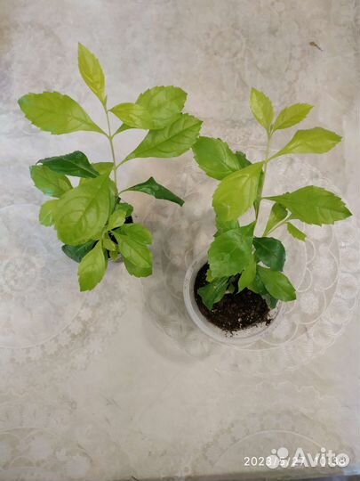 Дуранта комнатное растение