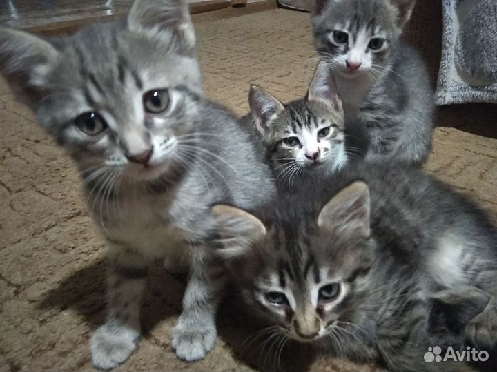 Котята в добрые руки