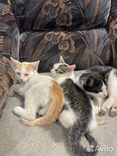 Нежные котята ищут дом