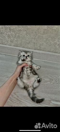 Шотландские котята