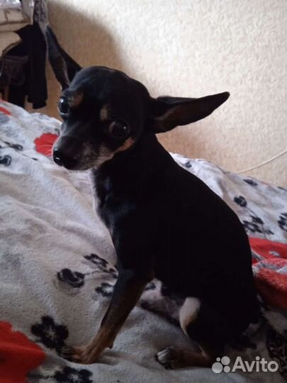 Тойчик. Вязка