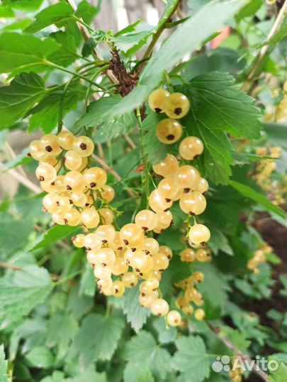 Ягодные кустарники