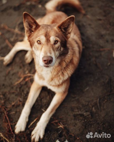 Собака в добрые руки