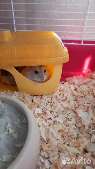 Джунгарский хомяк