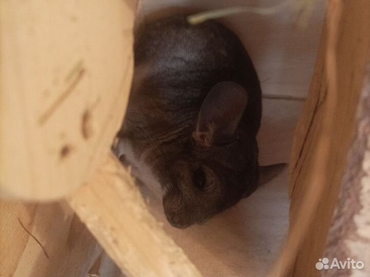 Шиншилла с витриной