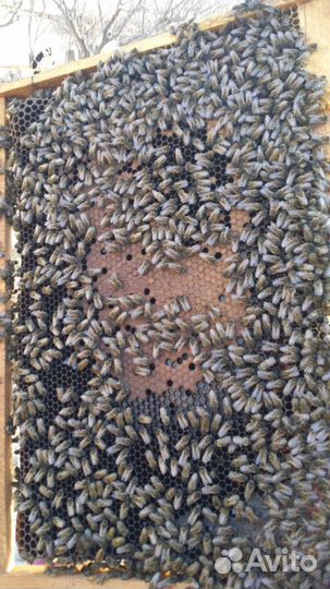 Пчеломатки