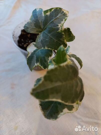 Плющ хедера варигатный