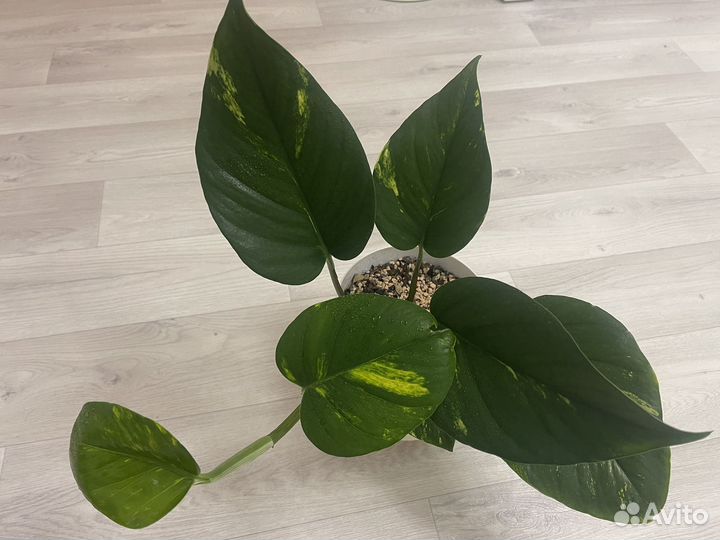 Комнатные растения на срез