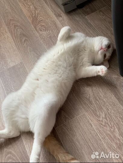 Кот домашний