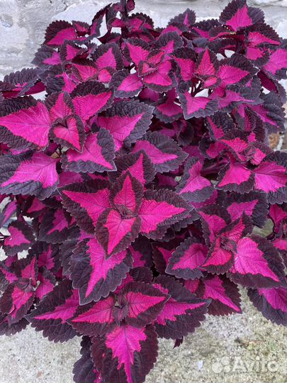 Колеус взрослый