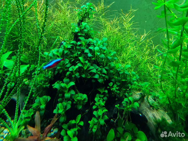 Маленькие аквариумные растения