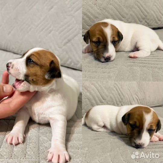 Щенки джек рассел