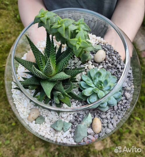 Флорариум с суккулентами-микс