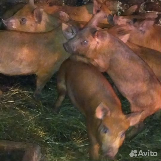 Овцы Бараны Ягнята