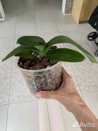 Орхидея фаленопсис грандифлора