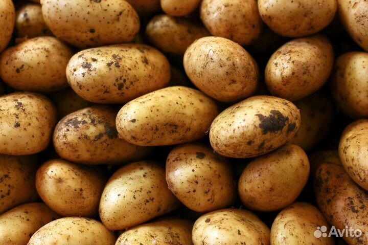 Крупный картофель