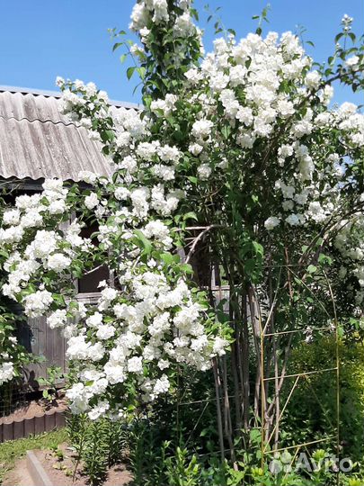 Жасмин махровый