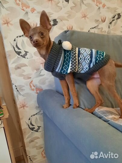 Вязка той-терьер