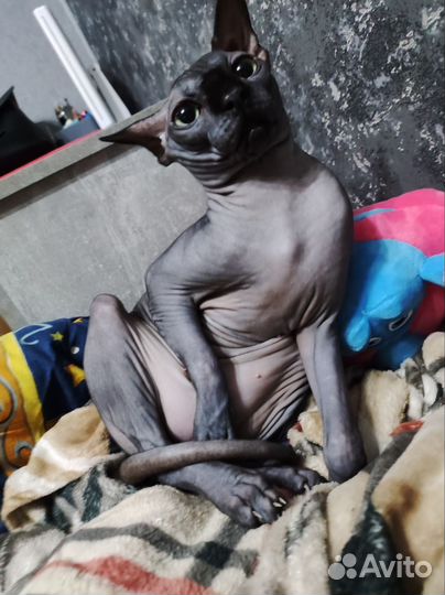 Канадский сфинкс вязка