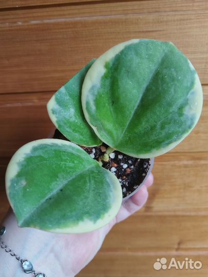 Хойя Пахиклада Альба, фикус бенджамина твилайт