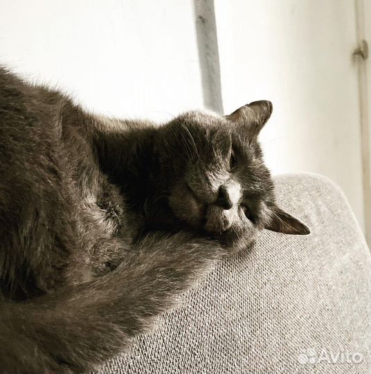 Передержка кошек на время отпуска