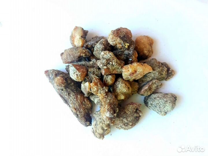 Живица еловая